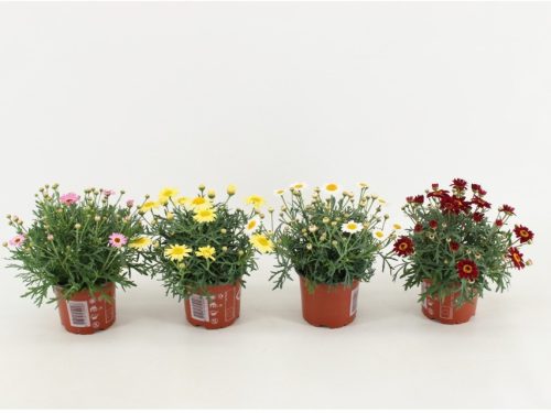 Argyranthemum frutescens mix - Margitvirág