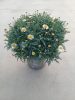 Argyranthemum frutescens Marguerite White - Cserjés margitvirág
