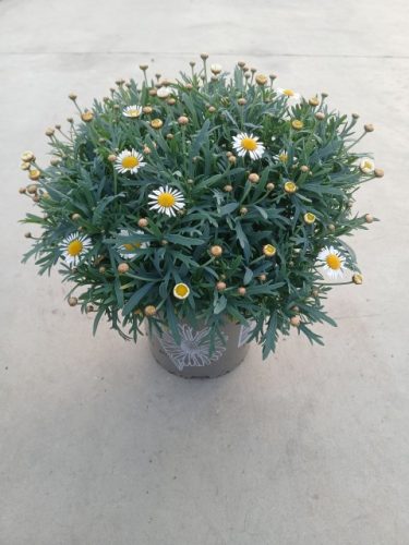 Argyranthemum frutescens Marguerite White - Cserjés margitvirág