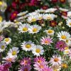Argyranthemum frutescens Marguerite White - Cserjés margitvirág
