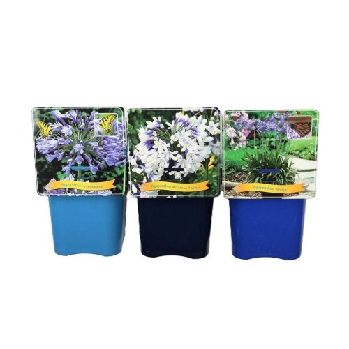 Agapanthus mix C5 - Szerelemvirág