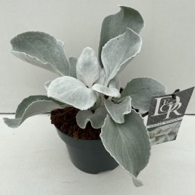   Senecio candidans 'Angel Wings' - Aggófű ezüstfehér