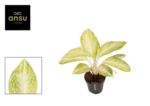 Aglaonema 'Arctic Lime' - Rákvirág
