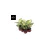 Aglaonema 'Ivory Jade' - Rákvirág