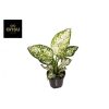 Aglaonema 'Ivory Jade' - Rákvirág