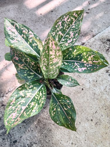 Aglaonema - Rákvirág