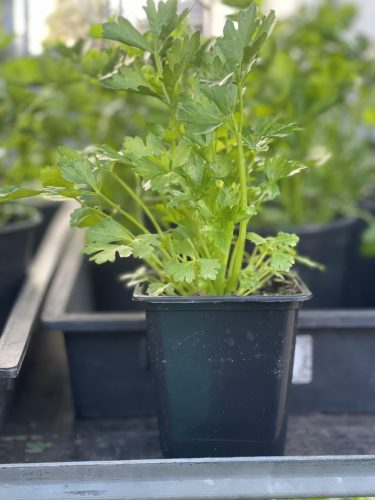 Apium graveolens var. dulce - Szárzeller (magyar)