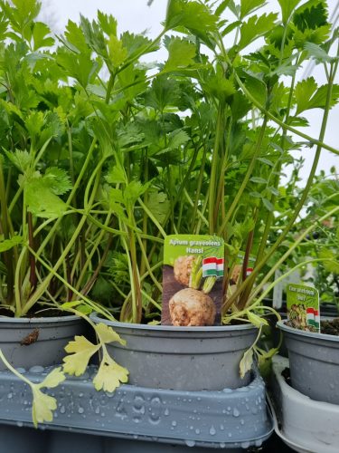 Apium graveolens var. rapaceum  'Hansi'- Gumós Zeller (magyar)