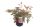 Astilbe japonica Montgomery - Japán Tollbuga