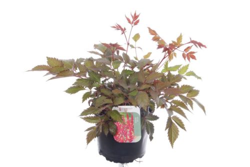 Astilbe japonica Montgomery - Japán Tollbuga