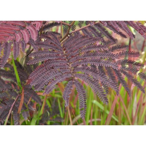 Albizia julibrissin 'Summer Chocolate' - Bordó levelű selyemakác törzses
