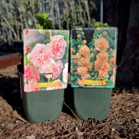 Alcea mix - Mályvarózsa mix