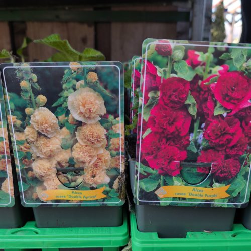 Alcea mix - Mályvarózsa mix