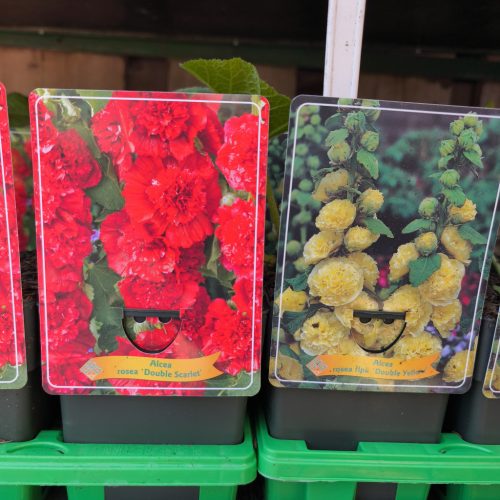 Alcea mix - Mályvarózsa mix