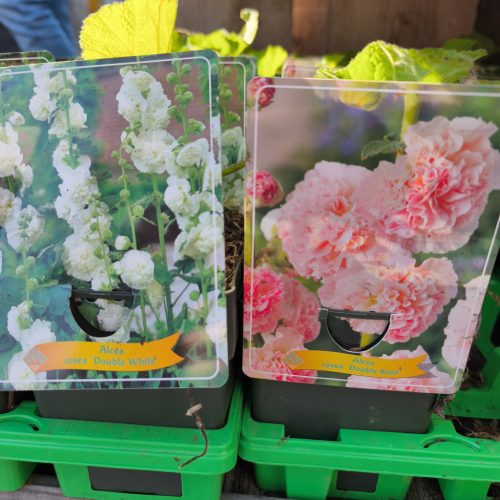 Alcea mix - Mályvarózsa mix