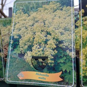 Alchemilla mollis – Lágyszőrű Palástfű