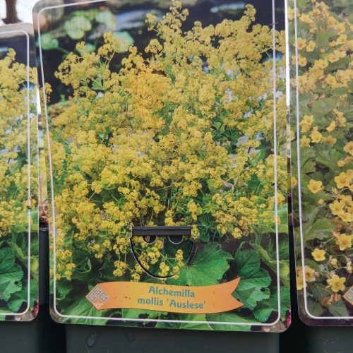 Alchemilla mollis – Lágyszőrű Palástfű