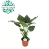 Alocasia Cucullata - Elefántfül