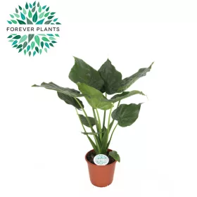 Alocasia Cucullata - Elefántfül