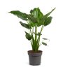 Alocasia Cucullata - Elefántfül