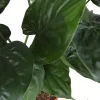 Alocasia Cucullata - Elefántfül