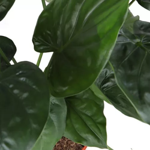 Alocasia Cucullata - Elefántfül