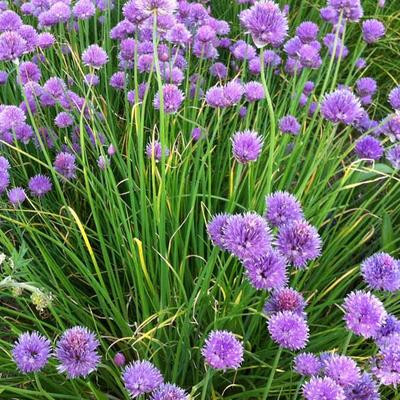 Allium 'Avatar' - díszhagyma