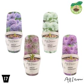 Allium -  Díszhagyma