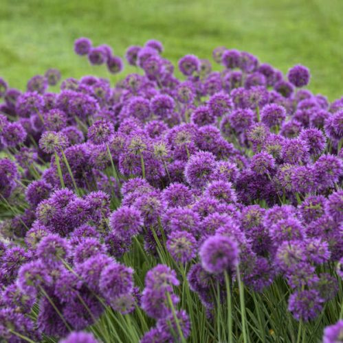 Allium 'Lavender Bubbles' - díszhagyma