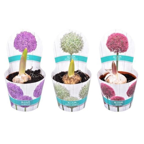 Allium mix - díszhagyma