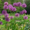 Allium "Purple sensation" - Díszhagyma