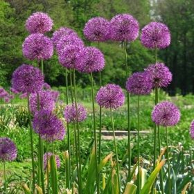Allium "Purple sensation" - Díszhagyma