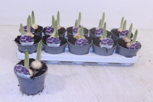 Allium "Purple sensation" - Díszhagyma