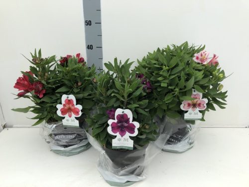 Alstroemeria mix - Inkaliliom