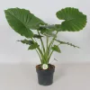 Alocasia gageana 'California' - Elefántfül