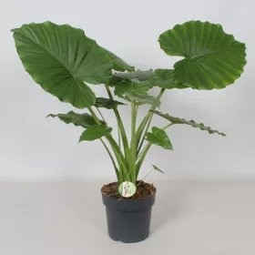Alocasia gageana 'California' - Elefántfül