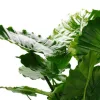 Alocasia gageana 'California' - Elefántfül