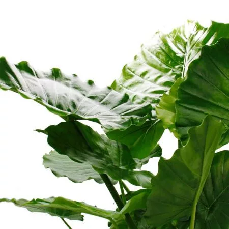 Alocasia gageana 'California' - Elefántfül