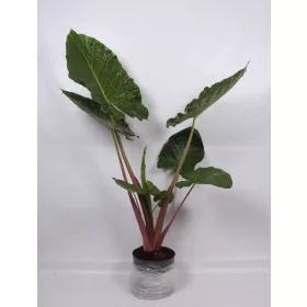 Alocasia 'Imperial red' - Alokázia