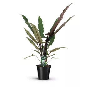 Alocasia lauterbachiana - Alokázia