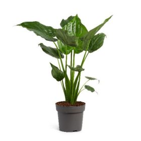 Alocasia Portodora - Elefántfül