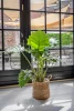 Alocasia Portodora - Elefántfül