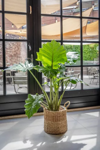 Alocasia Portodora - Elefántfül
