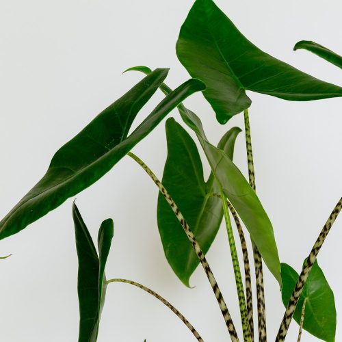 Alocasia Zebrina - Elefántfül