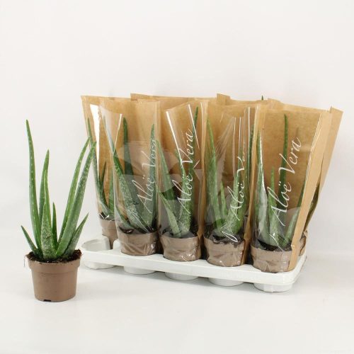 Aloe vera
