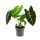 Alocasia 'Frydek' - Alokázia