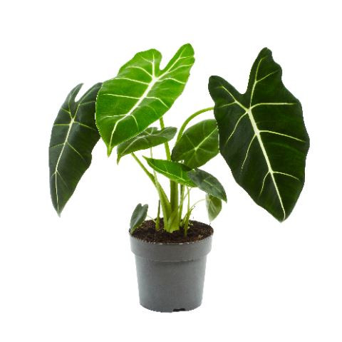 Alocasia 'Frydek' - Alokázia