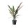 Alocasia lauterbachiana - Alokázia