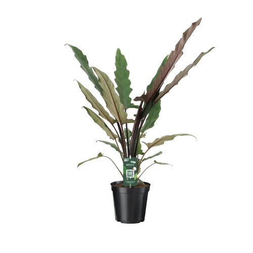 Alocasia lauterbachiana - Alokázia