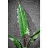 Alocasia lauterbachiana - Alokázia